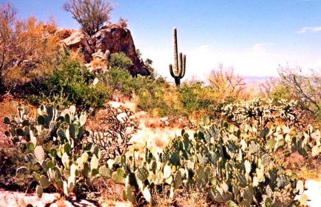 Arizona desert 1995 photo