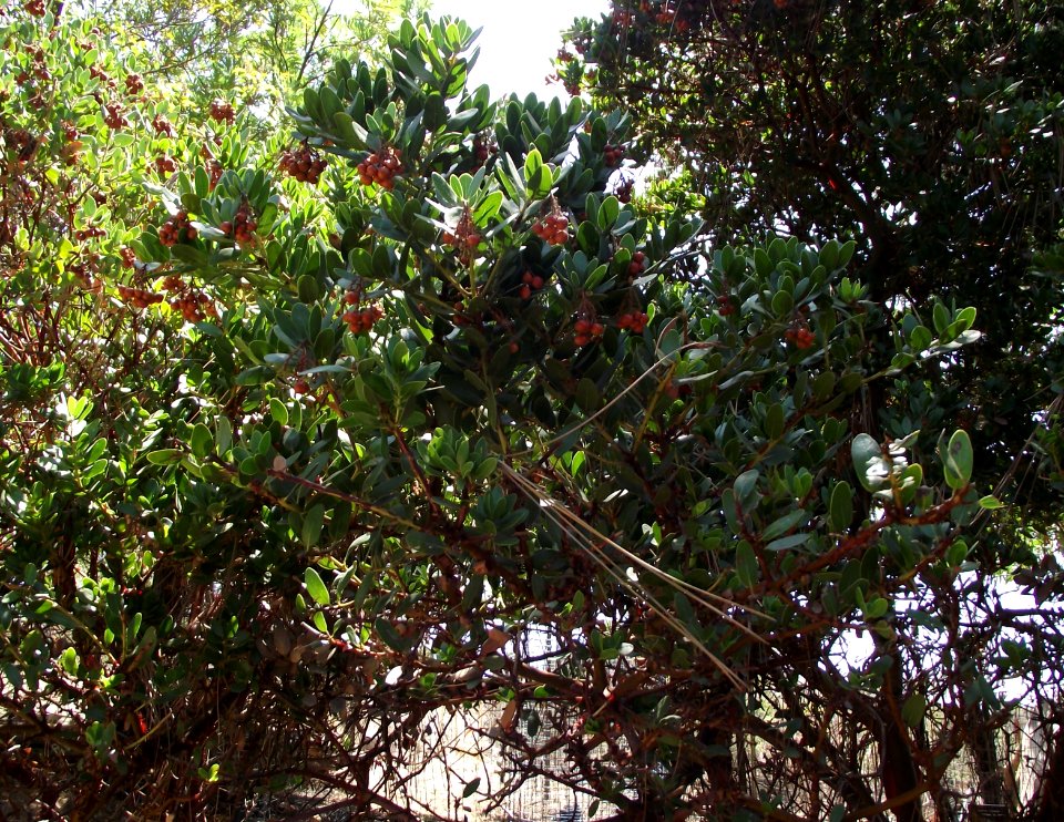Arctostaphylos insularis