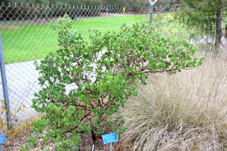 Arctostaphylos manzanita - Regional Parks Botanic Garden, Berkeley, CA - DSC04321