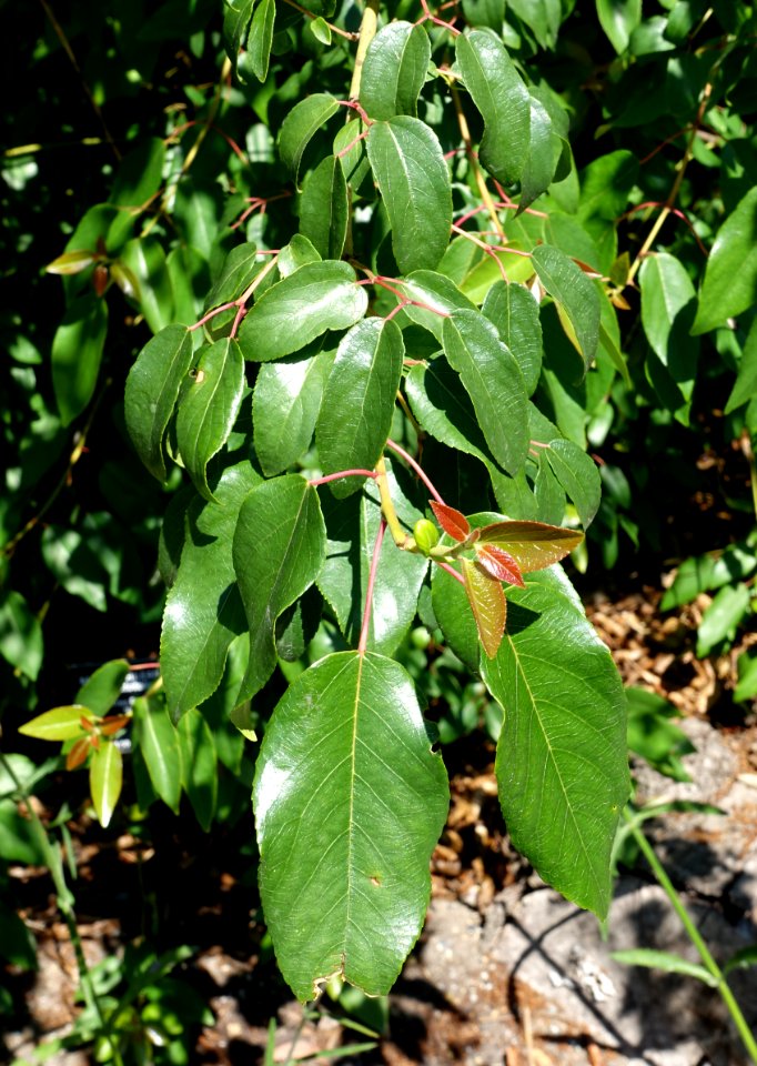 Aristotelia chilensis - VanDusen Botanical Garden - Vancouver, BC - DSC07410