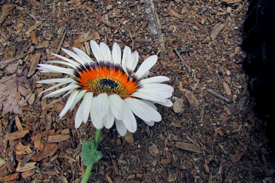 Arctotis fastuosa - Cape-daisy IMG 5572