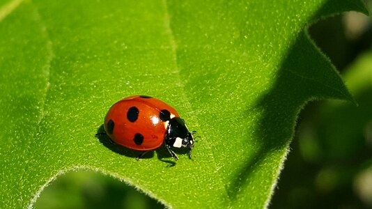 Lady beetle harlequin beetle photo