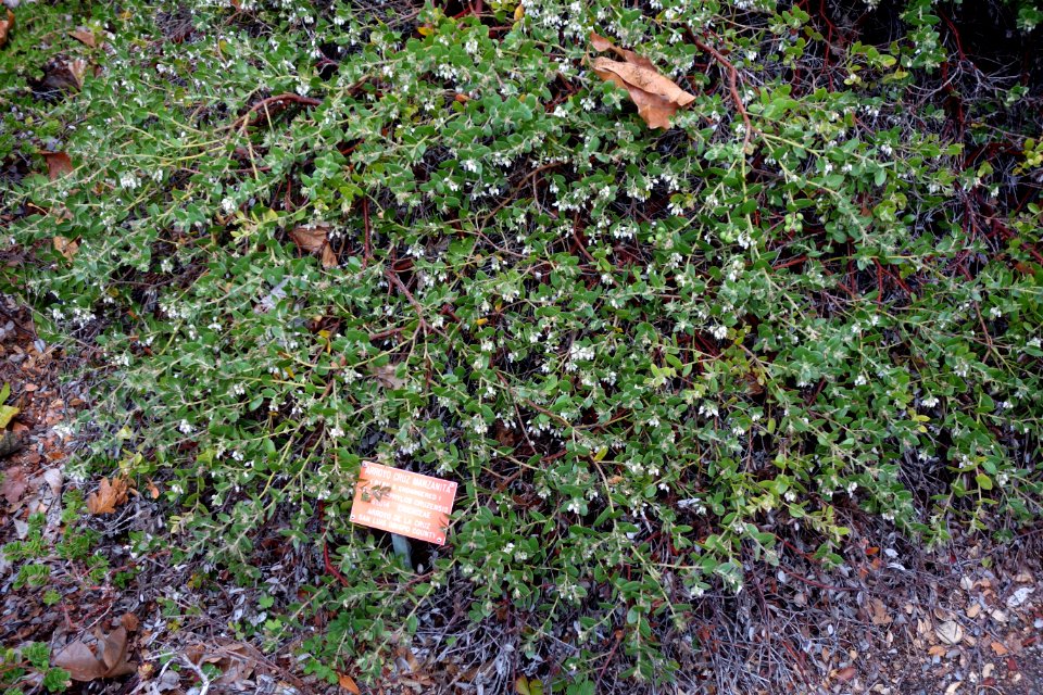 Arctostaphylos cruzensis - Regional Parks Botanic Garden, Berkeley, CA - DSC04575