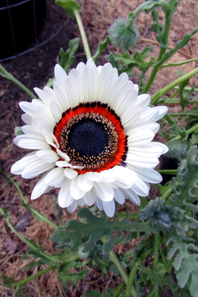 Arctotis fastuosa 6665