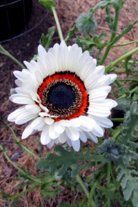 Arctotis fastuosa 6665