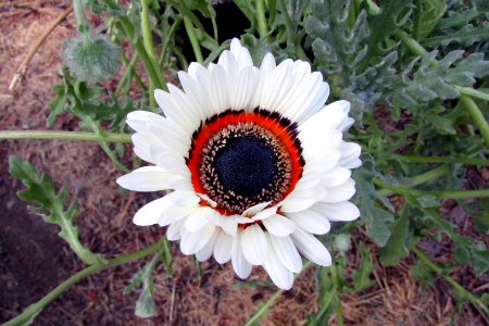 Arctotis fastuosa 6660