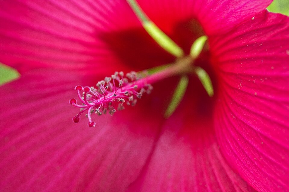 Stamen pollen plant