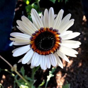 Arctotis fastuosa - Cape daisy IMG-6680 photo