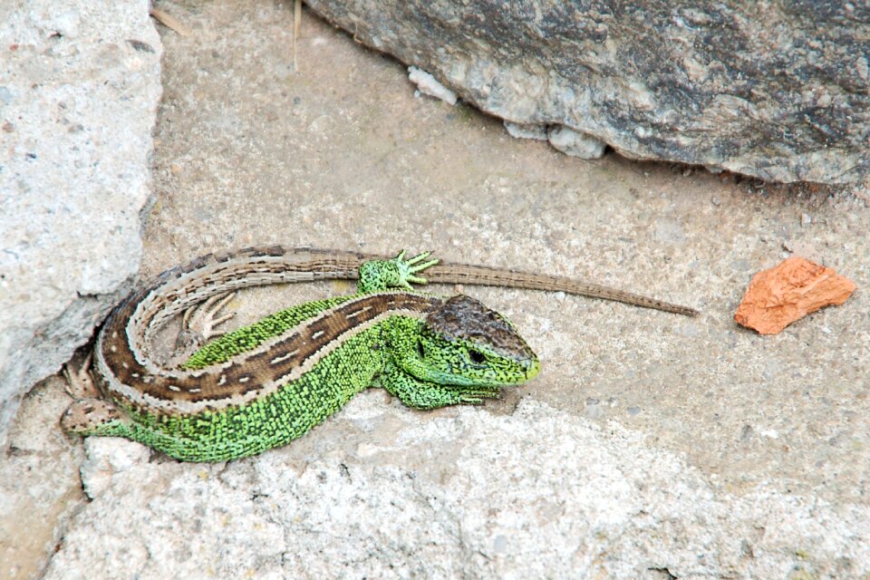 Males stone reptile