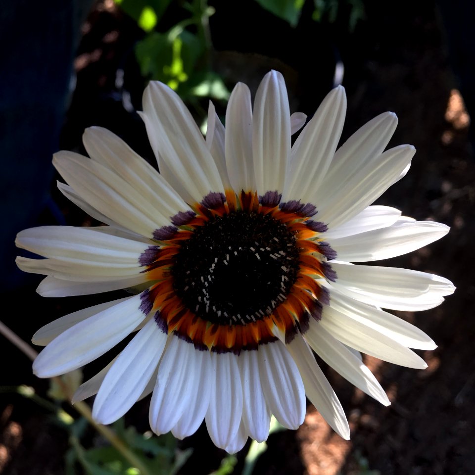 Arctotis fastuosa - Cape Daisy IMG-6678