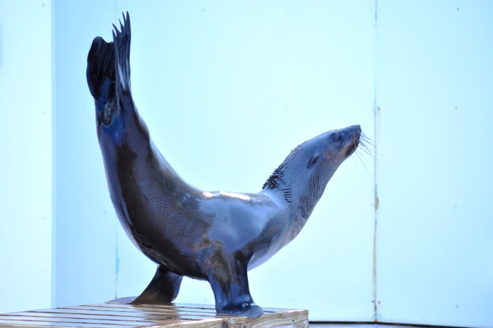 Arctocephalus pusillus in Tobu Zoo Park 002