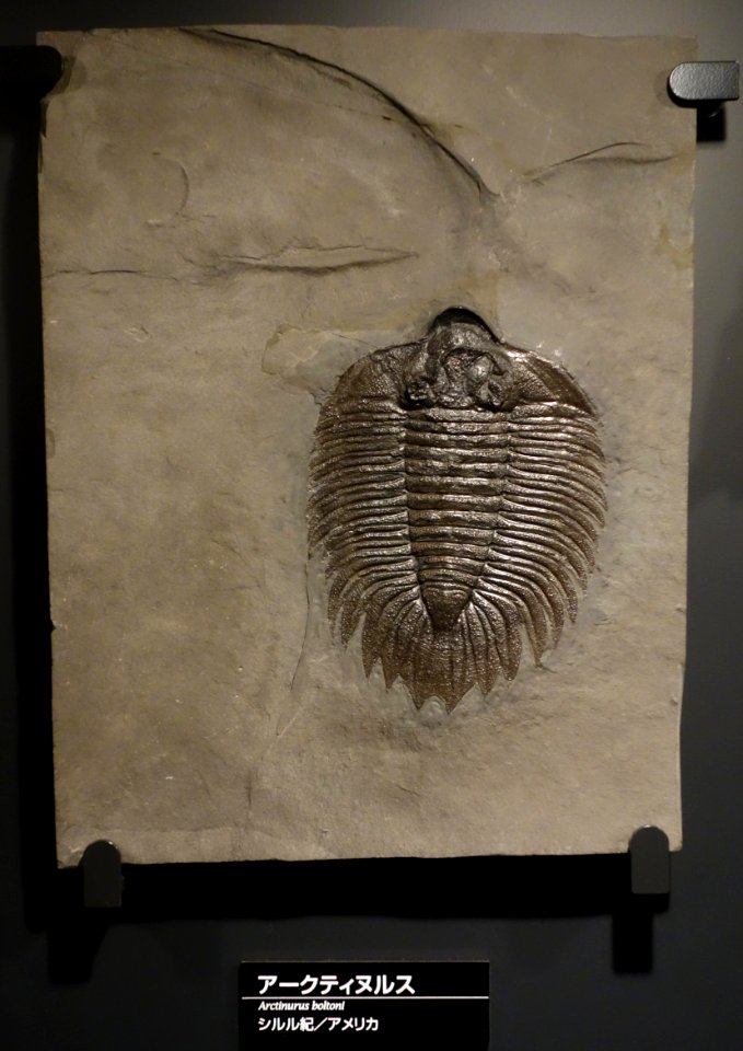 Arctinurus boltoni - National Museum of Nature and Science, Tokyo - DSC07761