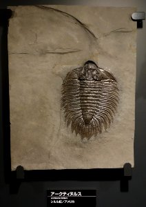 Arctinurus boltoni - National Museum of Nature and Science, Tokyo - DSC07761