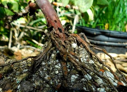 Arctostaphylos purissima base