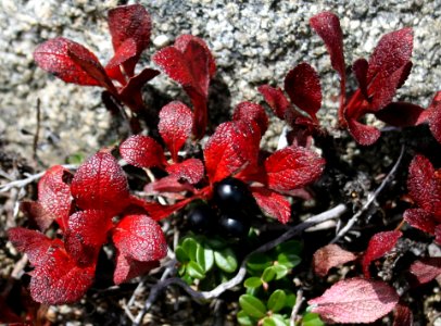 Arctous alpina var. japonica in Mount Kisokoma 2010-09-26