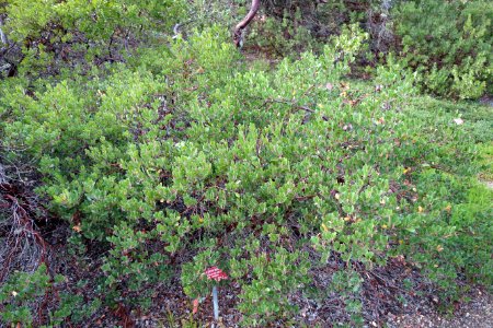 Arctostaphylos uva-ursi x unknown - Regional Parks Botanic Garden, Berkeley, CA - DSC04383