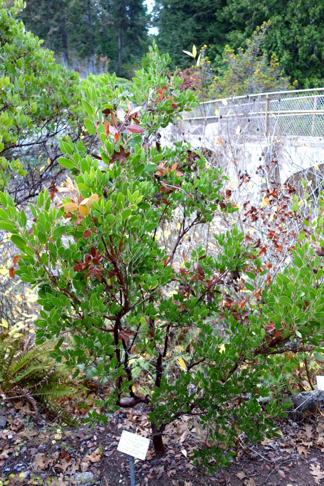 Arctostaphylos manzanita subsp. laevigata (Arctostaphylos laevigata) - Regional Parks Botanic Garden, Berkeley, CA - DSC04543