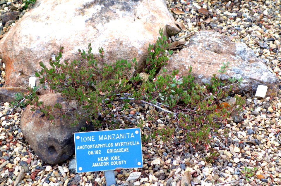 Arctostaphylos myrtifolia - Regional Parks Botanic Garden, Berkeley, CA - DSC04313