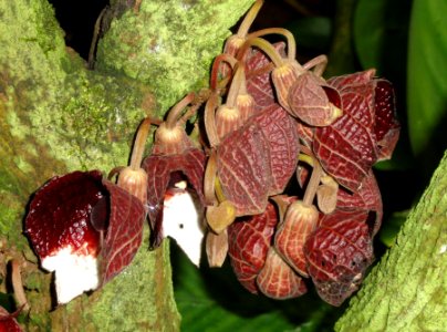 Aristolochia arborea - Palmengarten Frankfurt - DSC01852