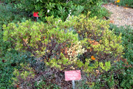 Arctostaphylos densiflora - Regional Parks Botanic Garden, Berkeley, CA - DSC04346