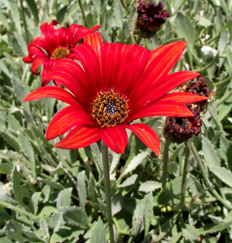 Arctotis 'sunspot orange'