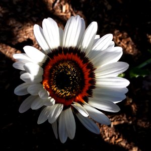 Arctotis fastuosa - Cape daisy IMG 6668 photo