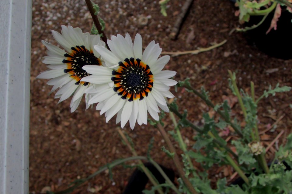 Arctotis fastuosa - Cape daisy IMG 5577