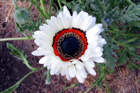 Arctotis fastuosa 666