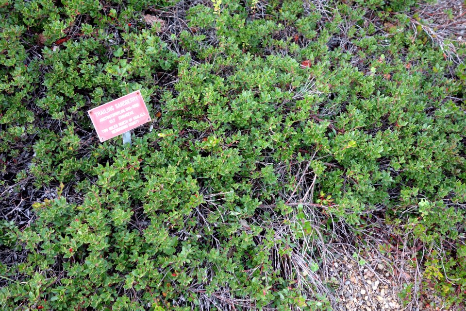 Arctostaphylos uva-ursi - Regional Parks Botanic Garden, Berkeley, CA - DSC04378