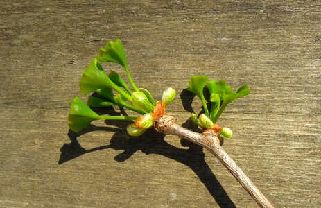 Drive bough spring