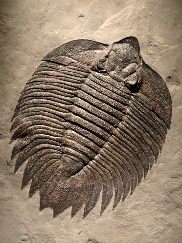 Arctinurus boltoni, Middle Silurian, Rochester Shale, Niagara County, New York, USA - Houston Museum of Natural Science - DSC02014