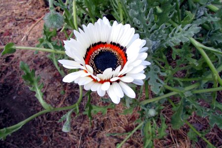 Arctotis fastuosa 6667