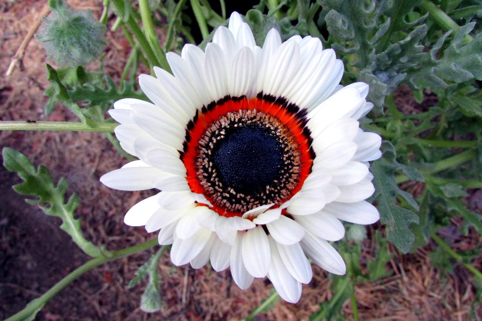 Arctotis fastuosa 6663