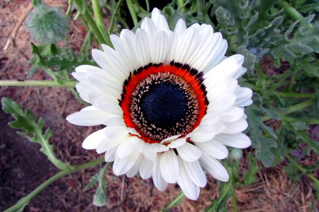 Arctotis fastuosa 6663