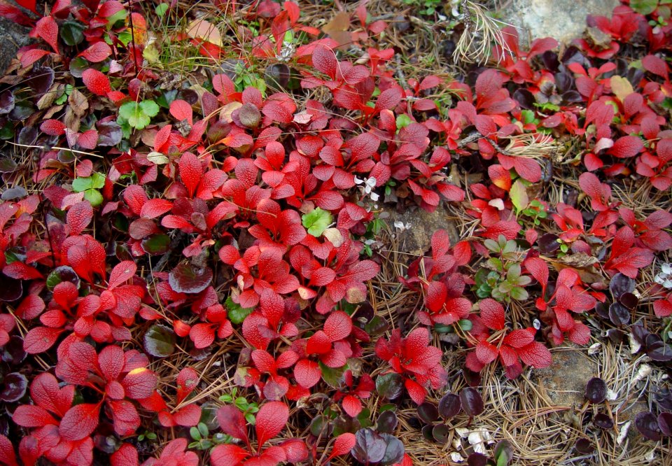 Arctous alpina var. japonica in Mount Kogochi 2003-10-11