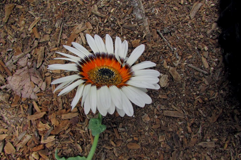 Arctotis-fastuosa - Cape daisy IMG-5574