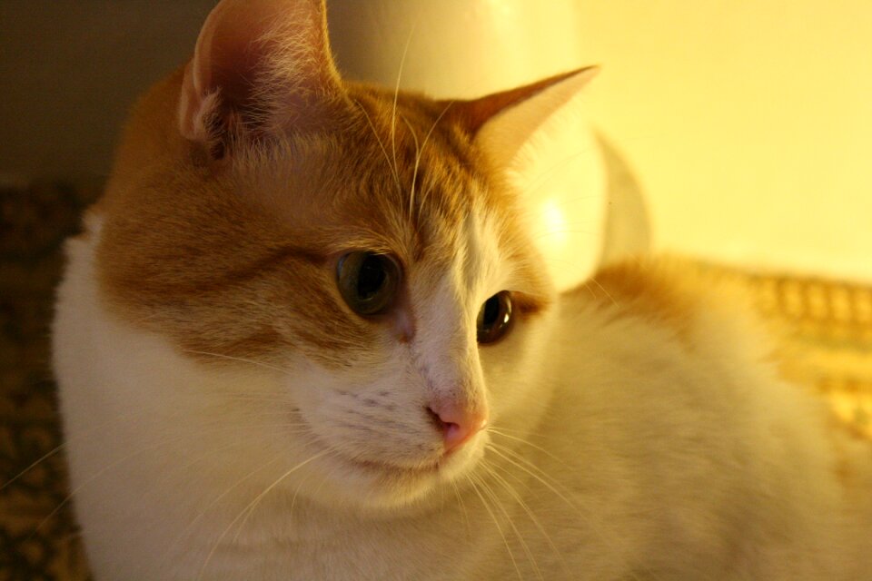 Pet cute domestic