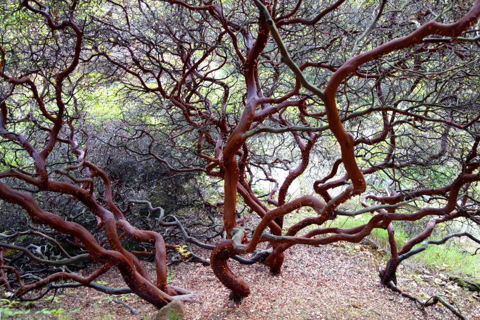 Arctostaphylos purissima - Regional Parks Botanic Garden, Berkeley, CA - DSC04564