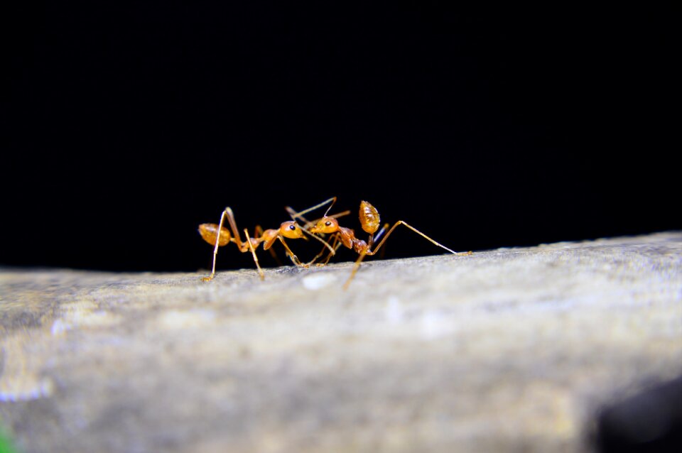Ants red ant insects