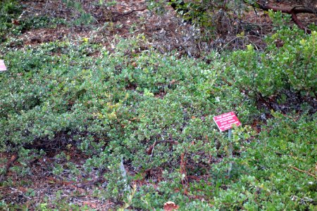 Arctostaphylos mendocinoensis (Arctostaphylos nummularia subsp. mendocinoensis) - Regional Parks Botanic Garden, Berkeley, CA - DSC04397