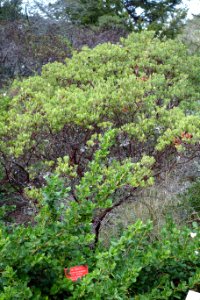 Arctostaphylos ohloneana - Regional Parks Botanic Garden, Berkeley, CA - DSC04559