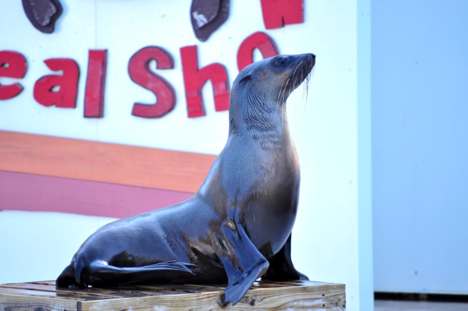 Arctocephalus pusillus in Tobu Zoo Park 003