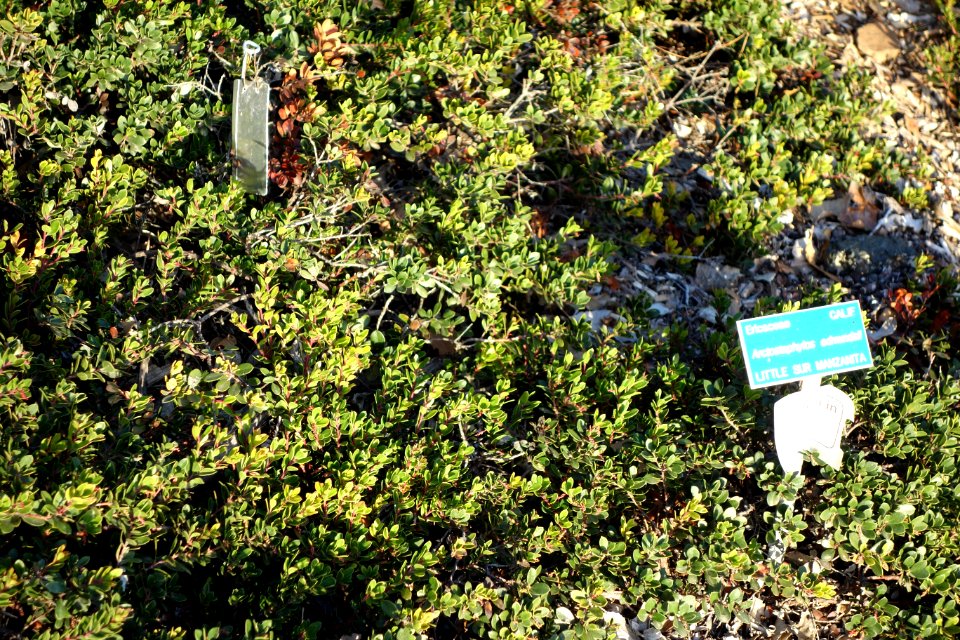 Arctostaphylos edmundsii - San Luis Obispo Botanical Garden - DSC06033
