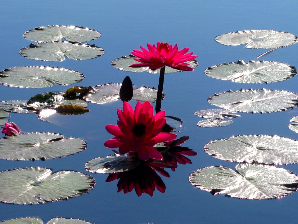 Lily waterlily flower