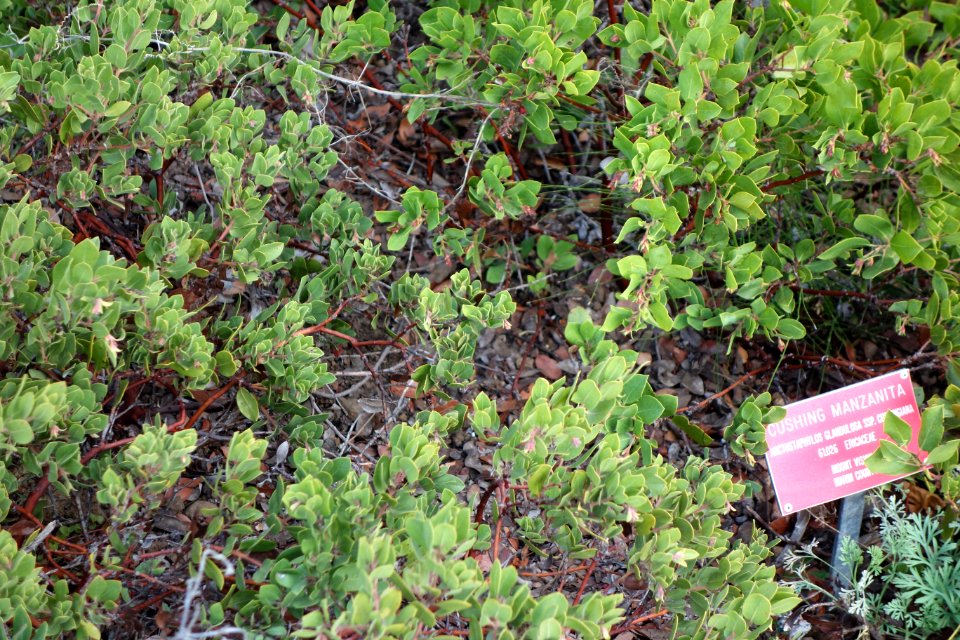 Arctostaphylos glandulosa subsp. cushingiana - Regional Parks Botanic Garden, Berkeley, CA - DSC04352