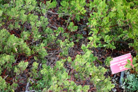 Arctostaphylos glandulosa subsp. cushingiana - Regional Parks Botanic Garden, Berkeley, CA - DSC04352