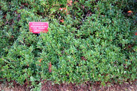 Arctostaphylos uva-ursi - Regional Parks Botanic Garden, Berkeley, CA - DSC04348