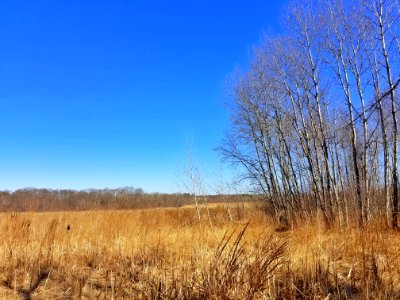 Arlington's Great Meadows - Lexington, MA - 20200224 122007