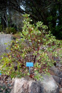 Arctostaphylos truei - Regional Parks Botanic Garden, Berkeley, CA - DSC04450