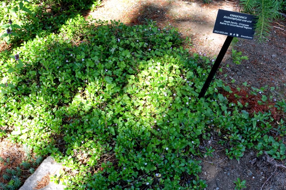 Arctostaphylos uva-ursi - VanDusen Botanical Garden - Vancouver, BC - DSC06723